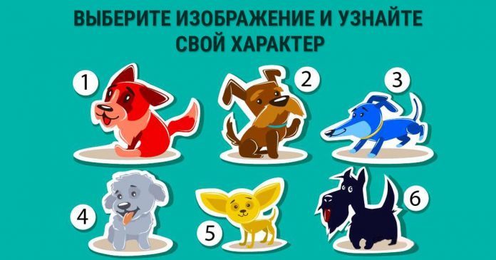 Психологический тест: выберите собачку и узнайте лучшие черты своего характера